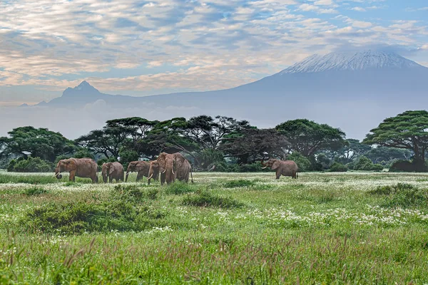Amboseli National Park and Mt. Kilimanjaro