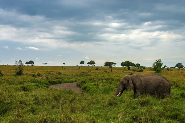 File:Elephant in Maasai Mara landscape, Kenya.jpg