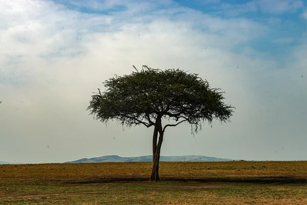 Acacia tree on Maasai Mara landscape, Kenya