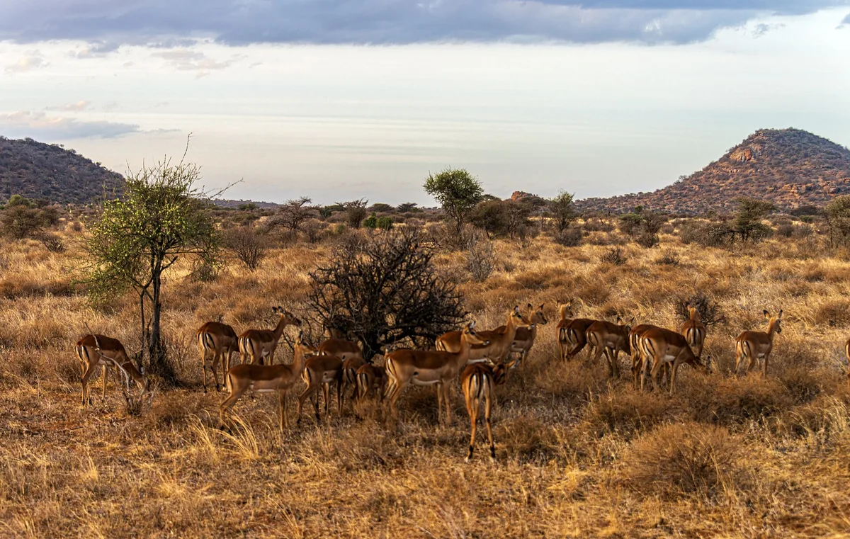 Landscape in Samburu, northern Kenya