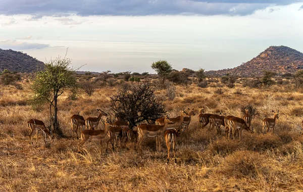 Herd of impalas in Samburu National Reserve landscape, Kenya