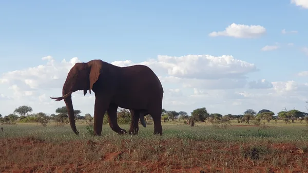Elephant Elegance- Meet one of the Gentle Giants of Tsavo East National Park.